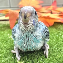 空でシュワワ❕☁️晴天サイダー🥤⋆*セキセイインコ(水色オパーリン/2026年8月生まれ)