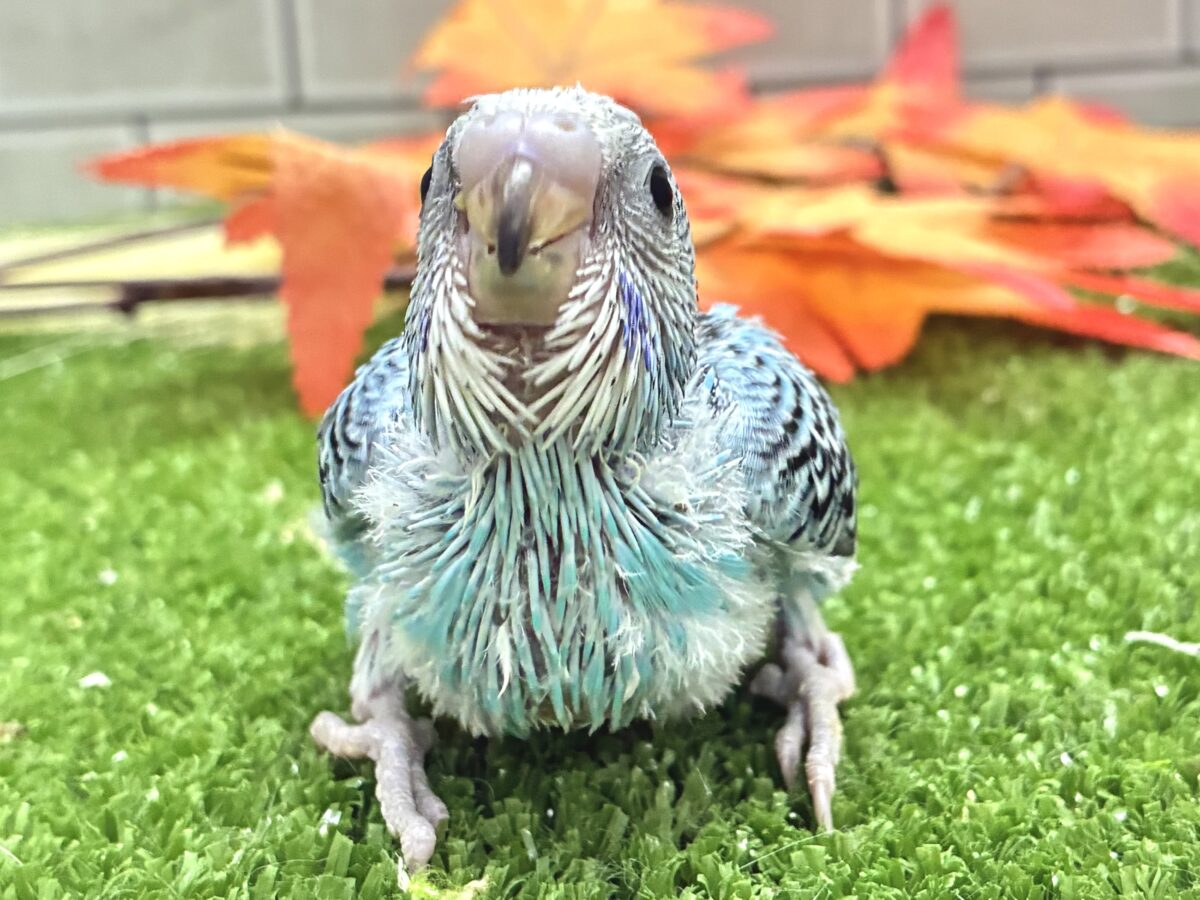 空でシュワワ❕☁️晴天サイダー🥤⋆*セキセイインコ(水色オパーリン/2026年8月生まれ)
