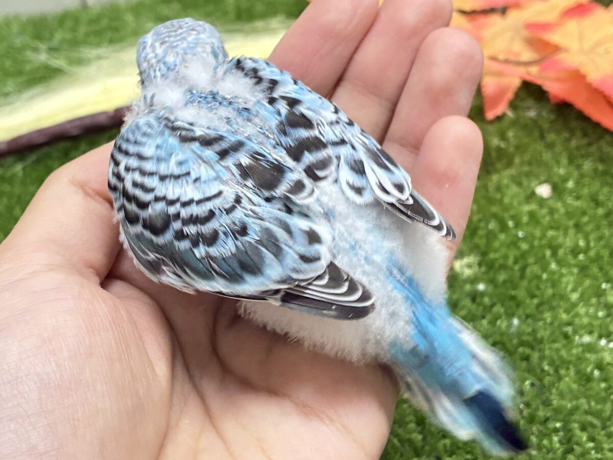セキセイインコ