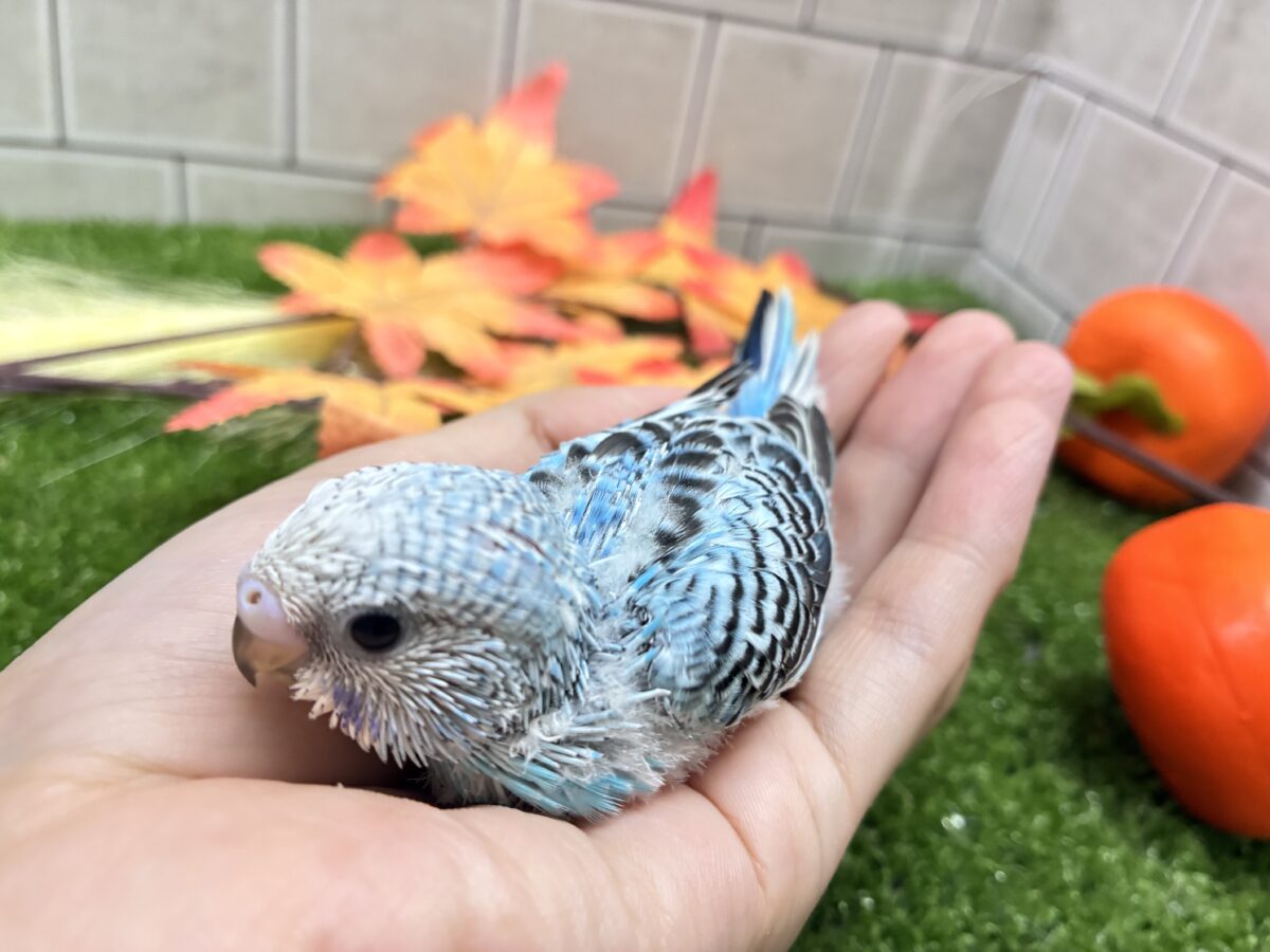 空でシュワワ❕☁️晴天サイダー🥤⋆*セキセイインコ(水色オパーリン/2026年8月生まれ) セキセイインコ