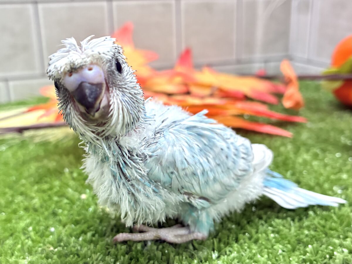 梵天セキセイインコ