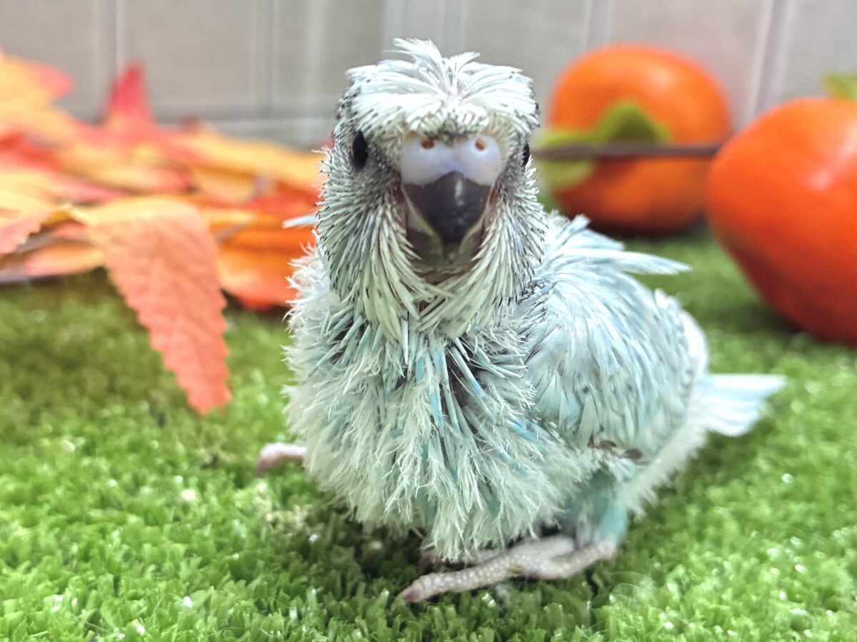 梵天セキセイインコ