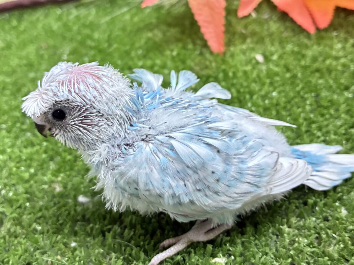 梵天セキセイインコ