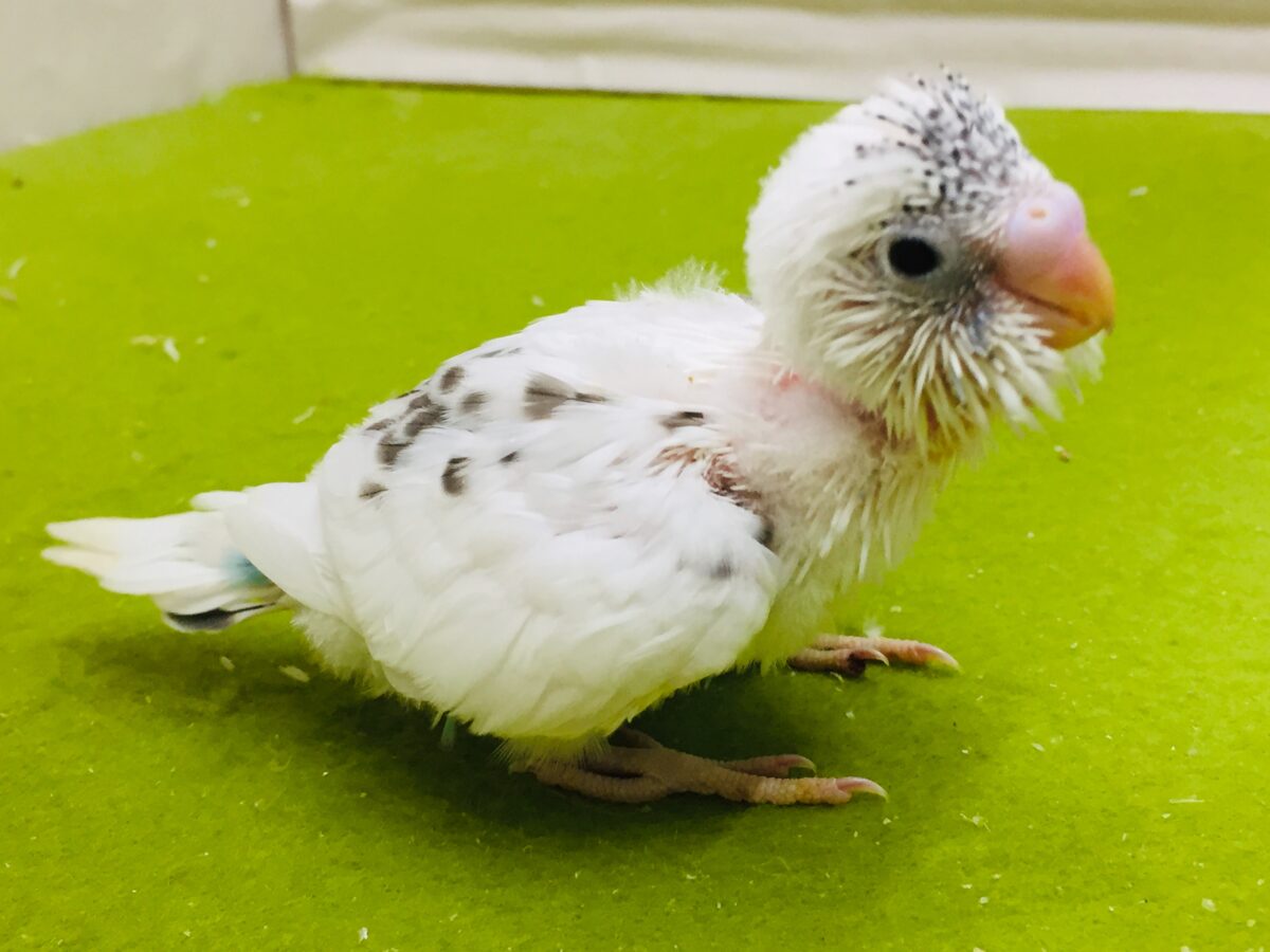 白黒カラーが魅力的✨✨✨ セキセイインコ(白ハルクイン) セキセイインコ