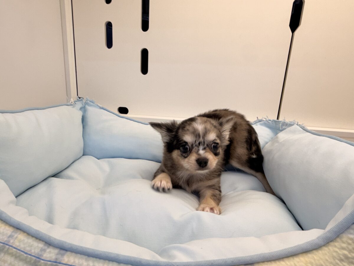 毛量みっちりムチムチボディーのハーフ犬(チワワ×kダックス)男の子入荷しました❤️ チワックス