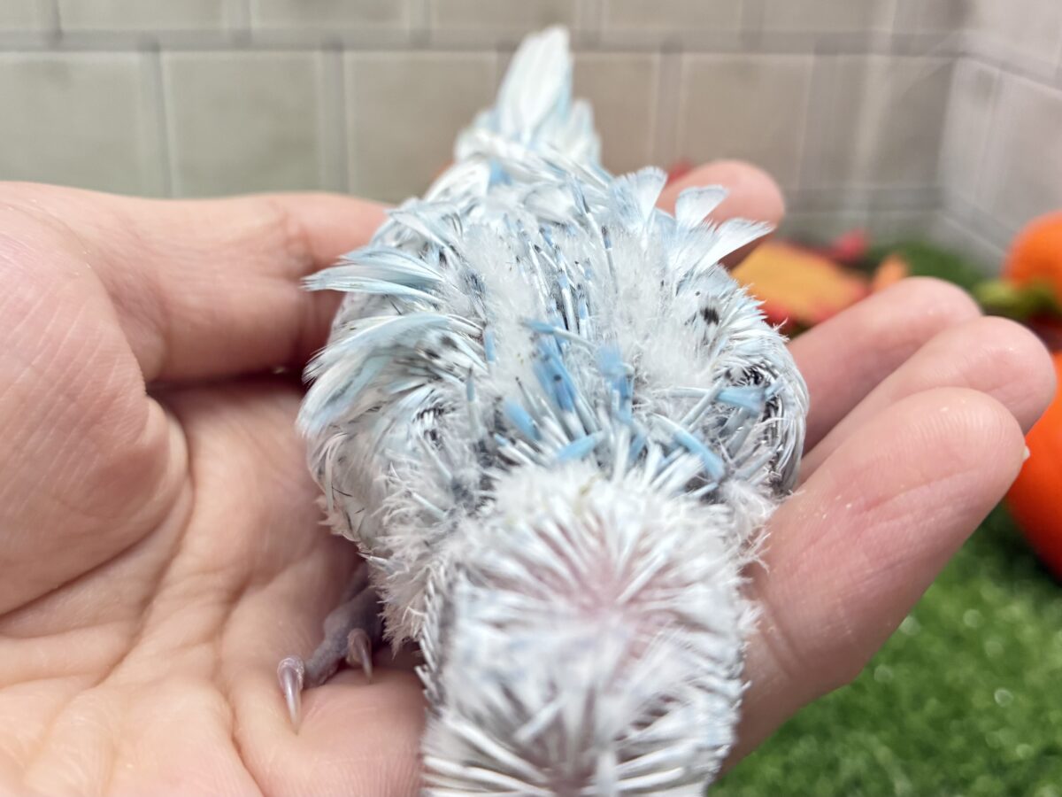 梵天セキセイインコ