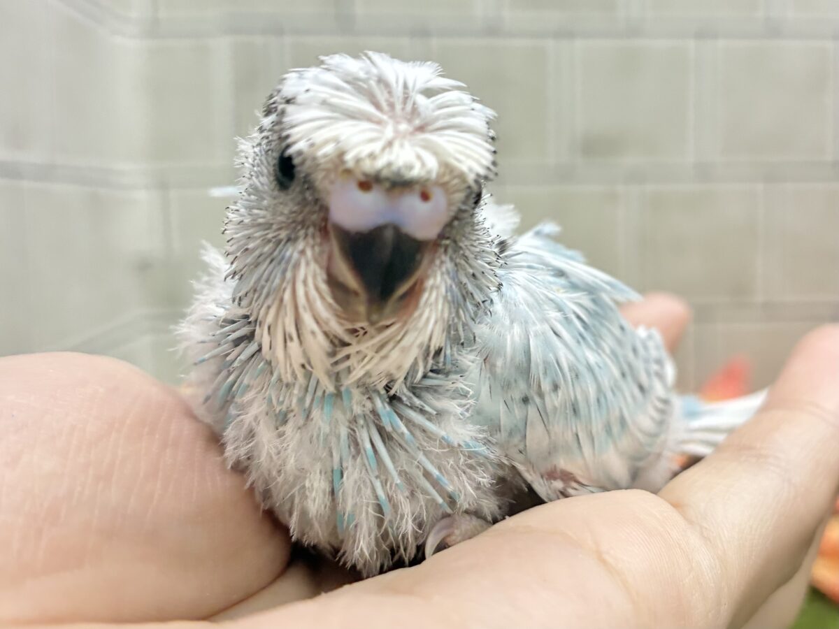 梵天セキセイインコ