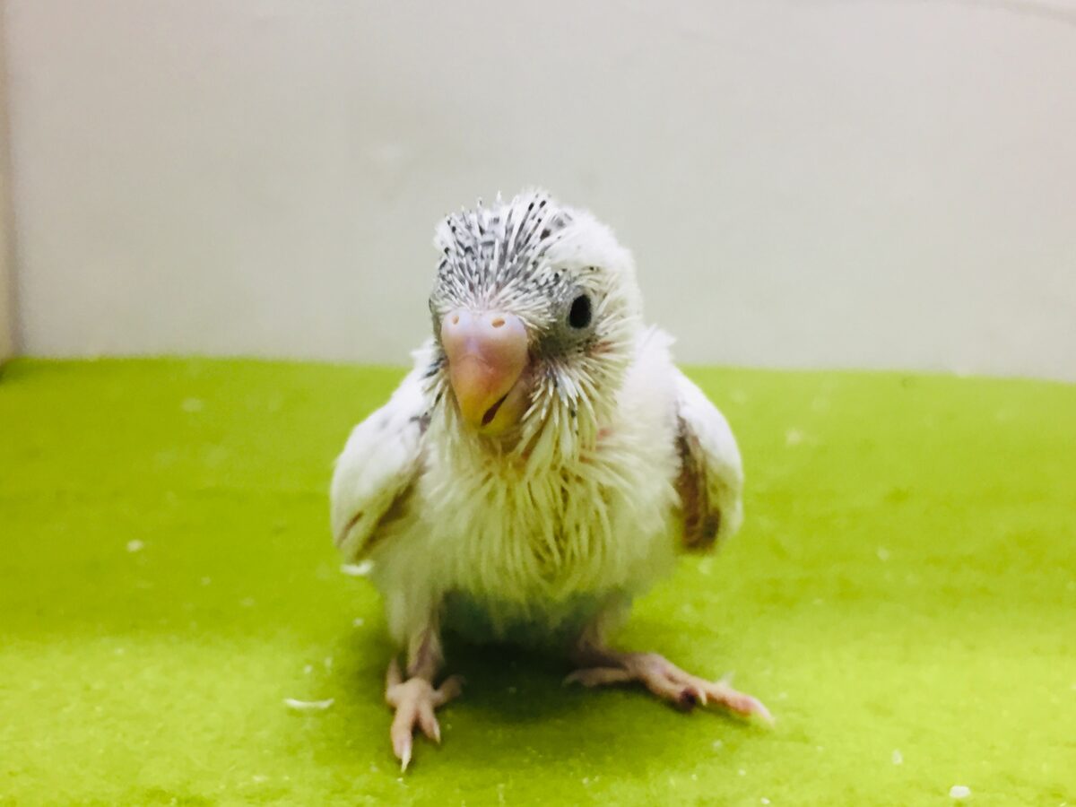 白黒カラーが魅力的✨✨✨ セキセイインコ(白ハルクイン) セキセイインコ
