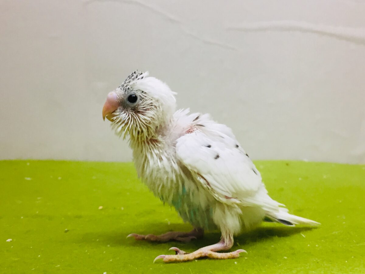 白黒カラーが魅力的✨✨✨ セキセイインコ(白ハルクイン) セキセイインコ