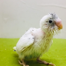 白黒カラーが魅力的✨✨✨　セキセイインコ（白ハルクイン）