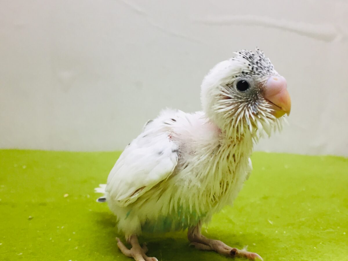白黒カラーが魅力的✨✨✨ セキセイインコ(白ハルクイン) セキセイインコ