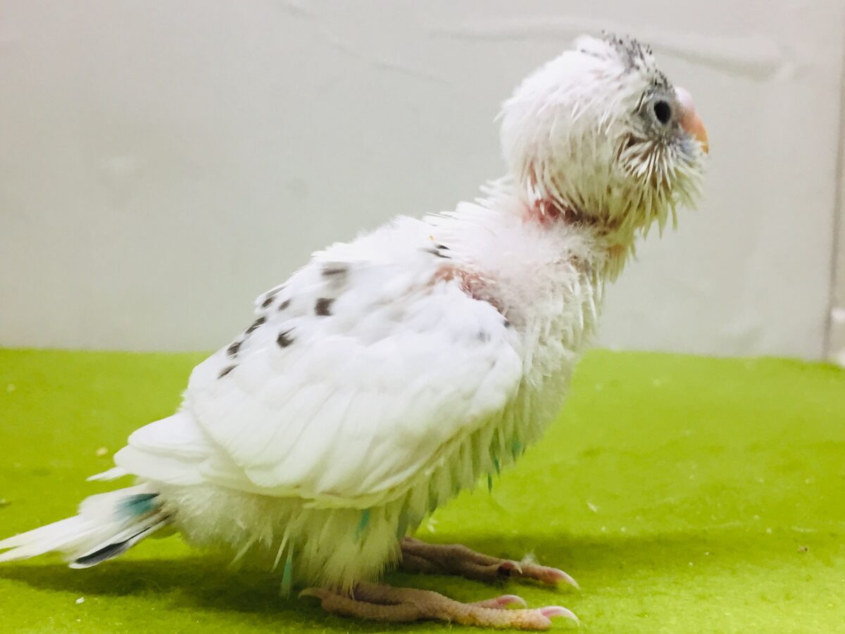 白黒カラーが魅力的✨✨✨ セキセイインコ(白ハルクイン) セキセイインコ