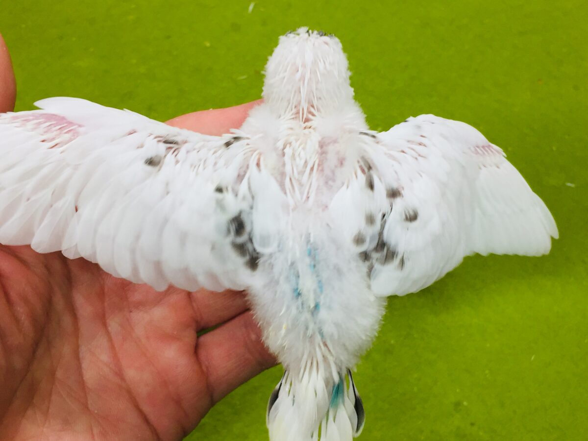 白黒カラーが魅力的✨✨✨ セキセイインコ(白ハルクイン) セキセイインコ