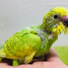 グリーンスパングルのセキセイちゃんがやってきましたよ～💚💚💚　セキセイインコ