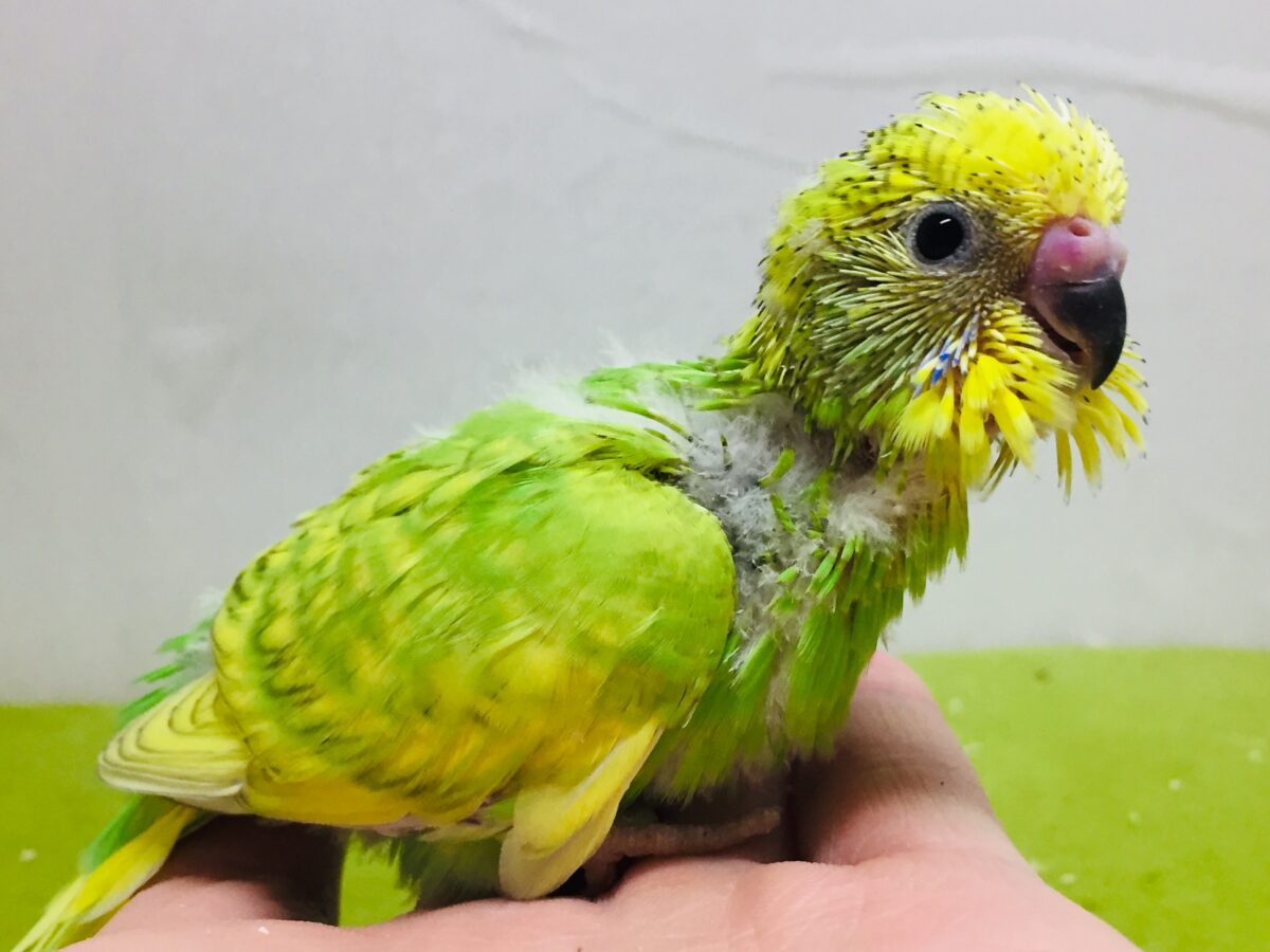 グリーンスパングルのセキセイちゃんがやってきましたよ~💚💚💚 セキセイインコ セキセイインコ