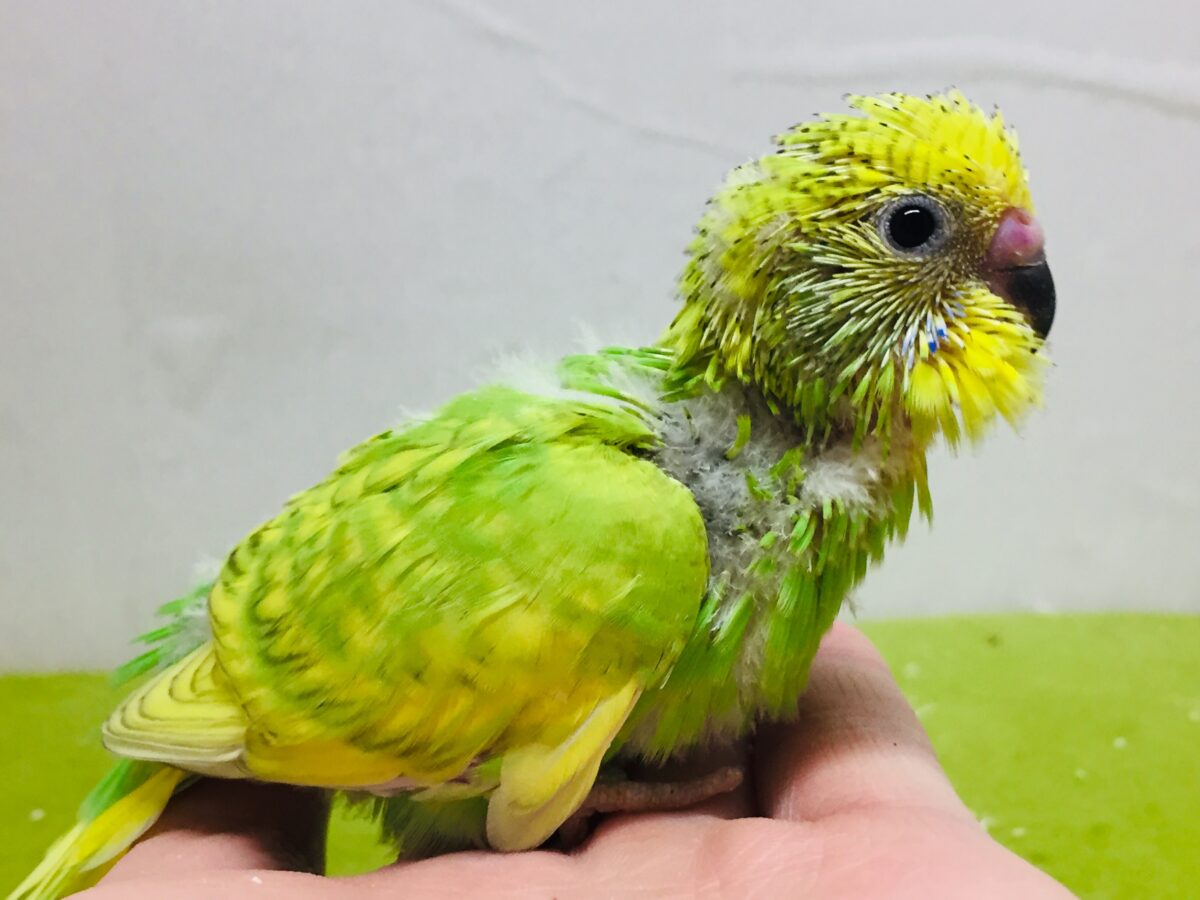 グリーンスパングルのセキセイちゃんがやってきましたよ~💚💚💚 セキセイインコ セキセイインコ