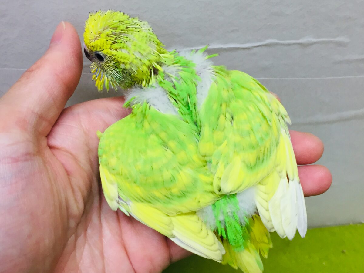 グリーンスパングルのセキセイちゃんがやってきましたよ~💚💚💚 セキセイインコ セキセイインコ