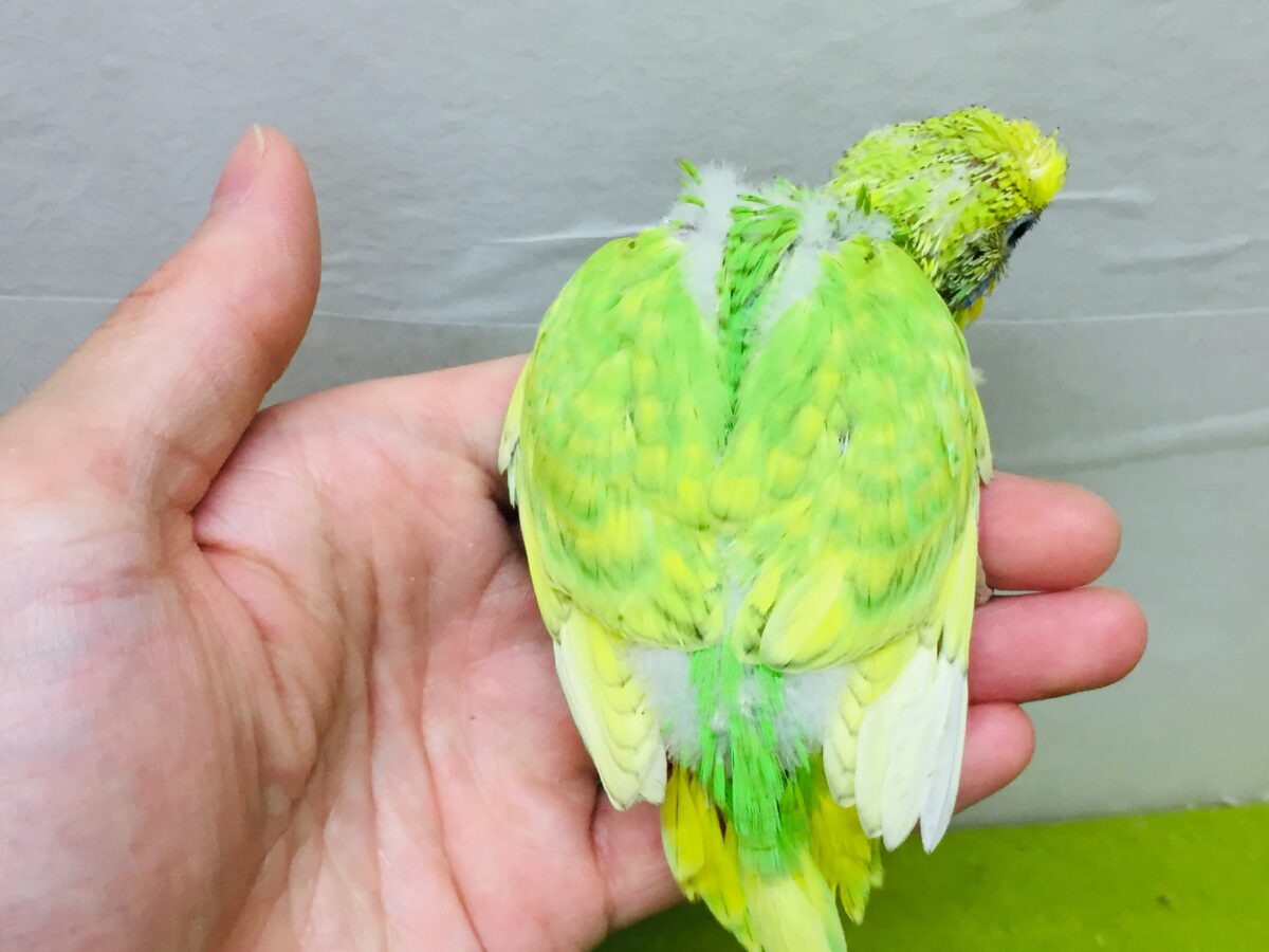 グリーンスパングルのセキセイちゃんがやってきましたよ~💚💚💚 セキセイインコ セキセイインコ