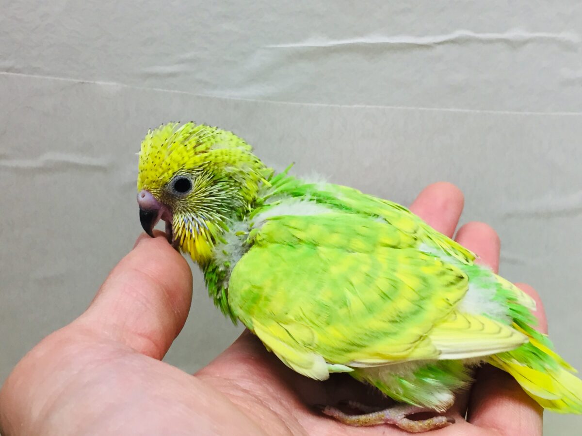 グリーンスパングルのセキセイちゃんがやってきましたよ~💚💚💚 セキセイインコ セキセイインコ