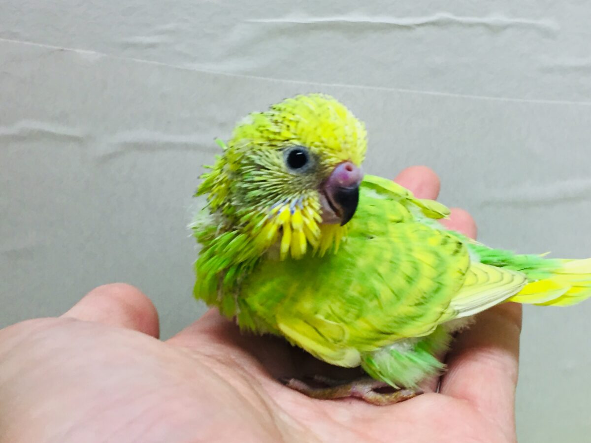 グリーンスパングルのセキセイちゃんがやってきましたよ~💚💚💚 セキセイインコ セキセイインコ