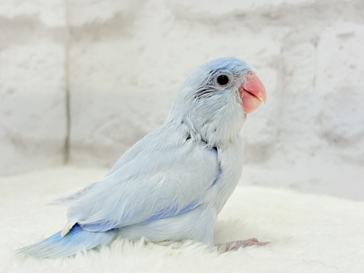 【最新画像更新🪄】透明感抜群の青き少年🐣🩵マメルリハ(アメリカンホワイト)男の子 ヒナ マメルリハ