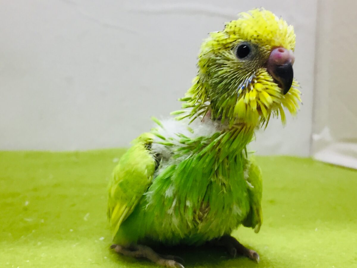 グリーンスパングルのセキセイちゃんがやってきましたよ~💚💚💚 セキセイインコ セキセイインコ