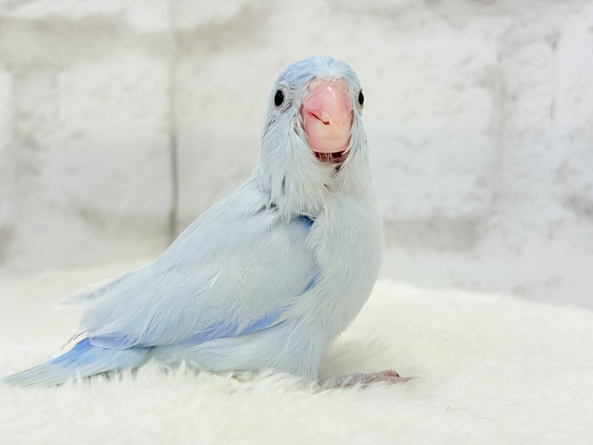 【最新画像更新🪄】透明感抜群の青き少年🐣🩵マメルリハ(アメリカンホワイト)男の子 ヒナ マメルリハ