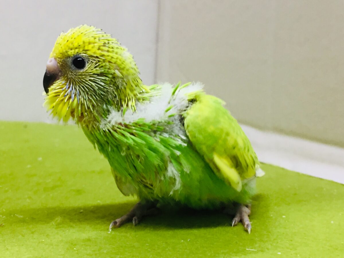 グリーンスパングルのセキセイちゃんがやってきましたよ~💚💚💚 セキセイインコ セキセイインコ