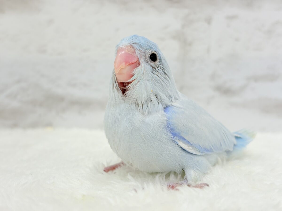【最新画像更新🪄】透明感抜群の青き少年🐣🩵マメルリハ(アメリカンホワイト)男の子 ヒナ マメルリハ