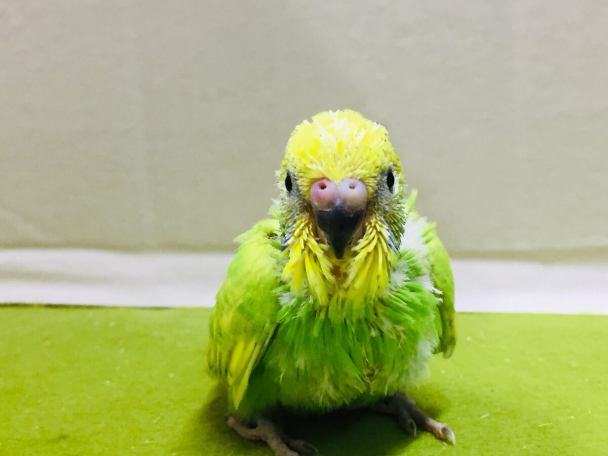 グリーンスパングルのセキセイちゃんがやってきましたよ~💚💚💚 セキセイインコ セキセイインコ