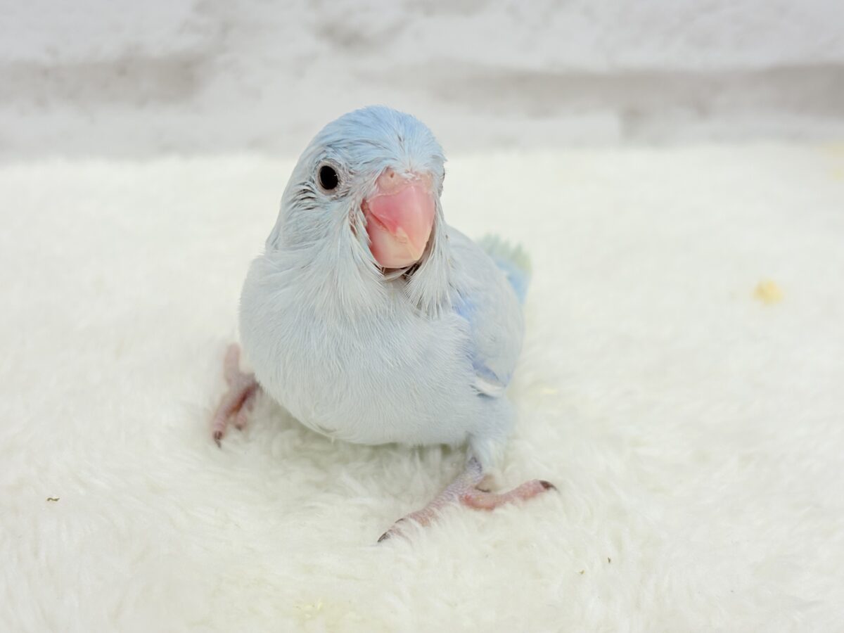 マメルリハ