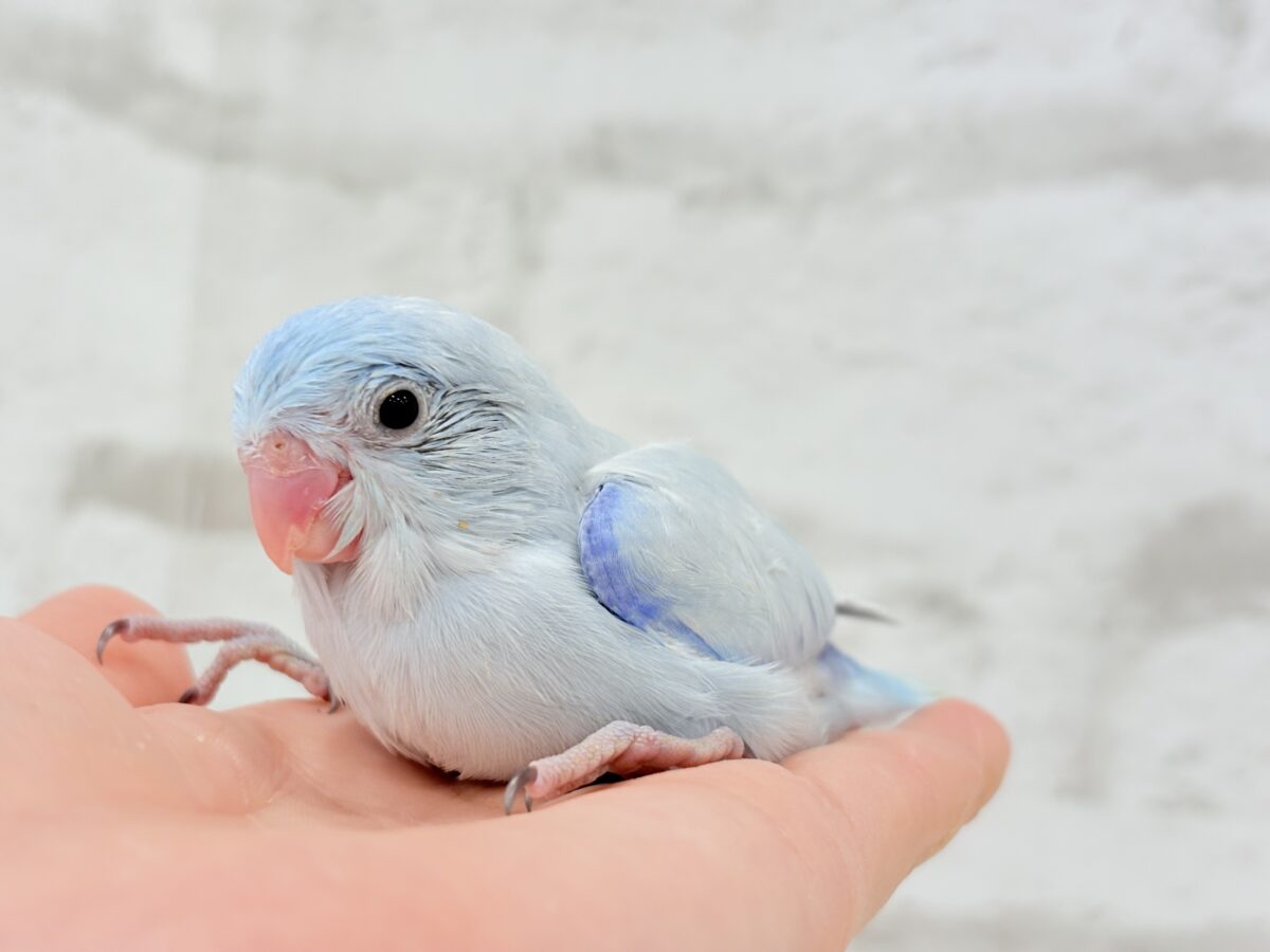マメルリハ