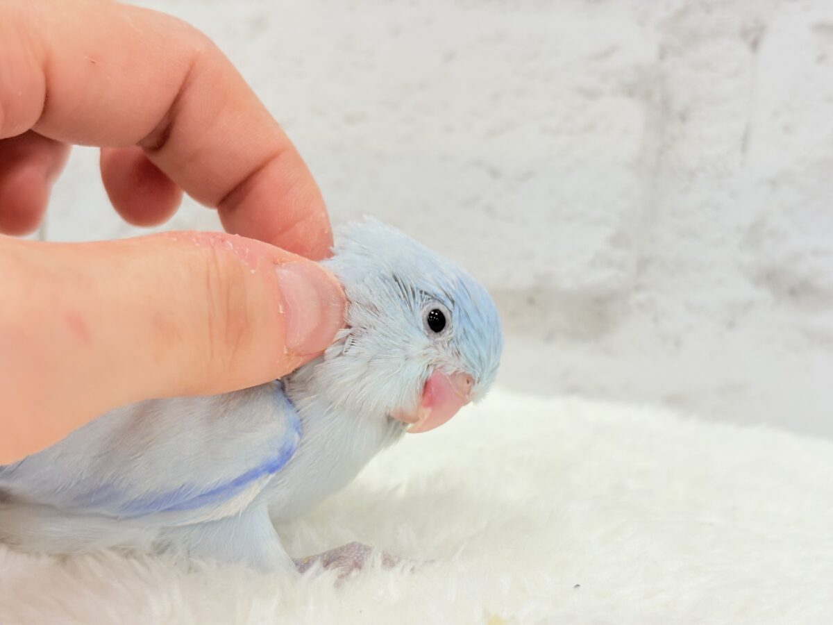 【最新画像更新🪄】透明感抜群の青き少年🐣🩵マメルリハ(アメリカンホワイト)男の子 ヒナ マメルリハ