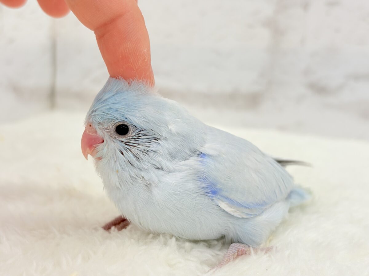マメルリハ