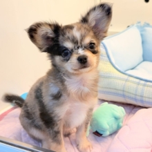 毛量みっちりムチムチボディーのハーフ犬(チワワ×kダックス)男の子入荷しました❤️