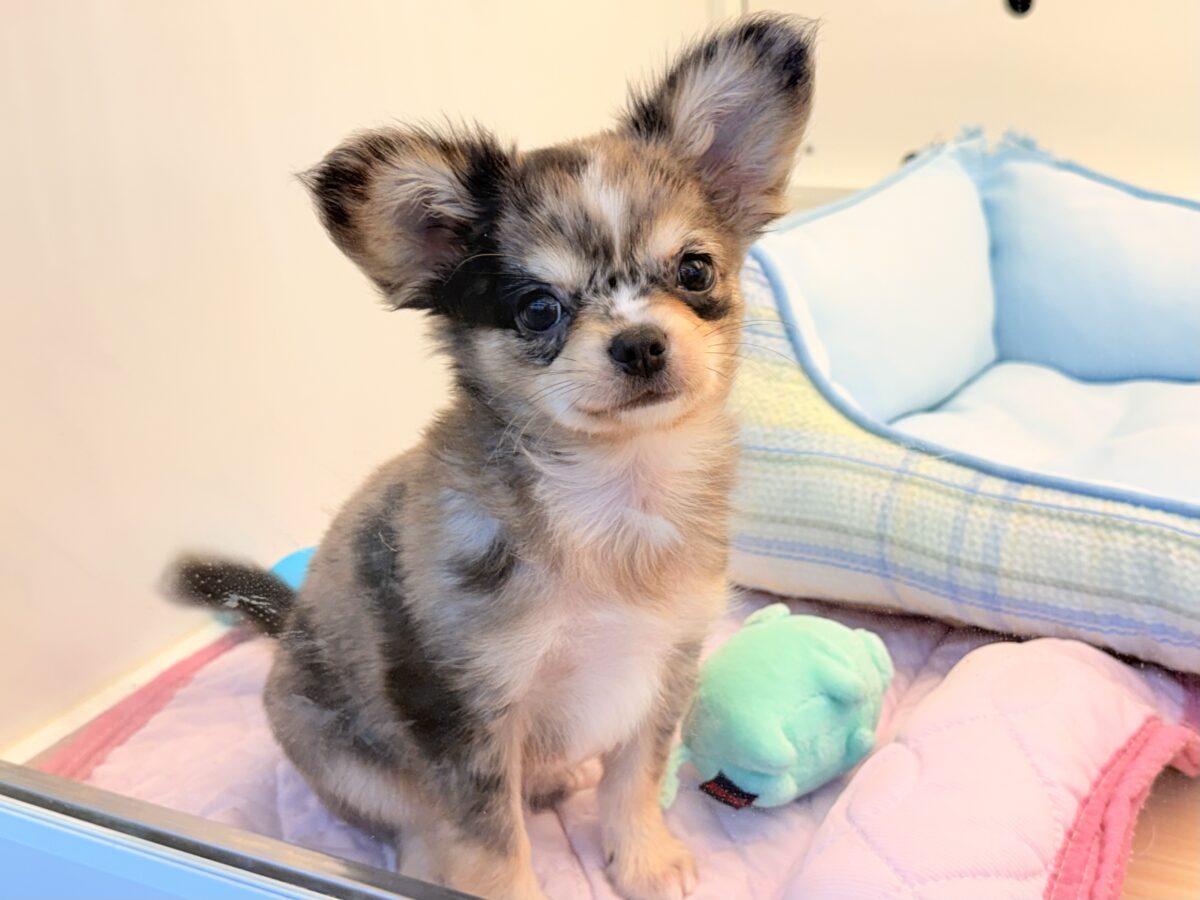 毛量みっちりムチムチボディーのハーフ犬(チワワ×kダックス)男の子入荷しました❤️ チワックス
