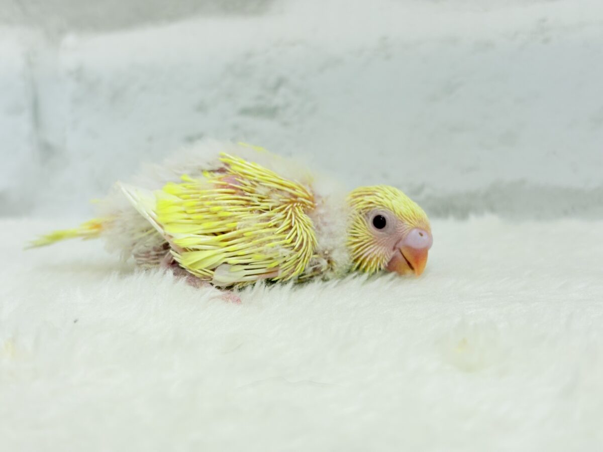セキセイインコ