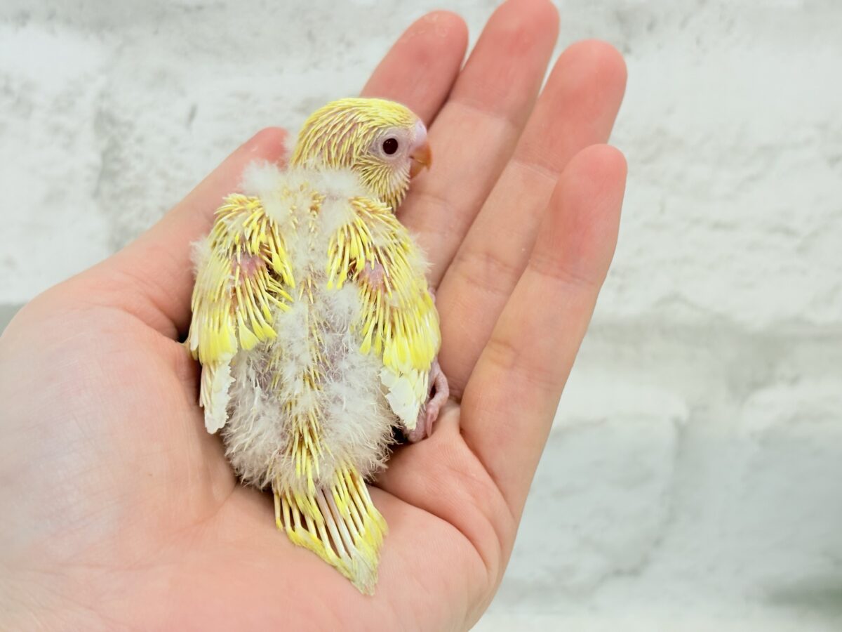 ピカピカ✨キラキラ✨光る羽色🐣💛セキセイインコ(ルチノー) ヒナ セキセイインコ