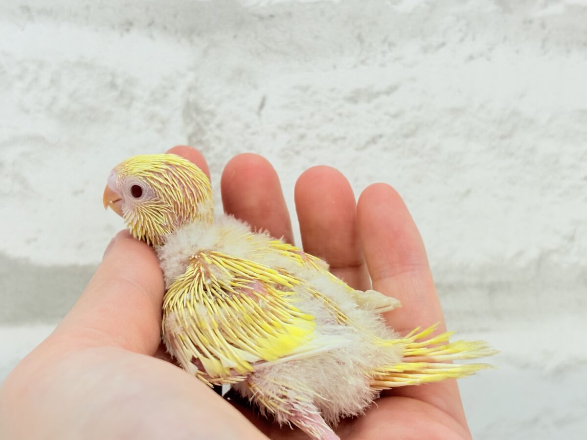 セキセイインコ