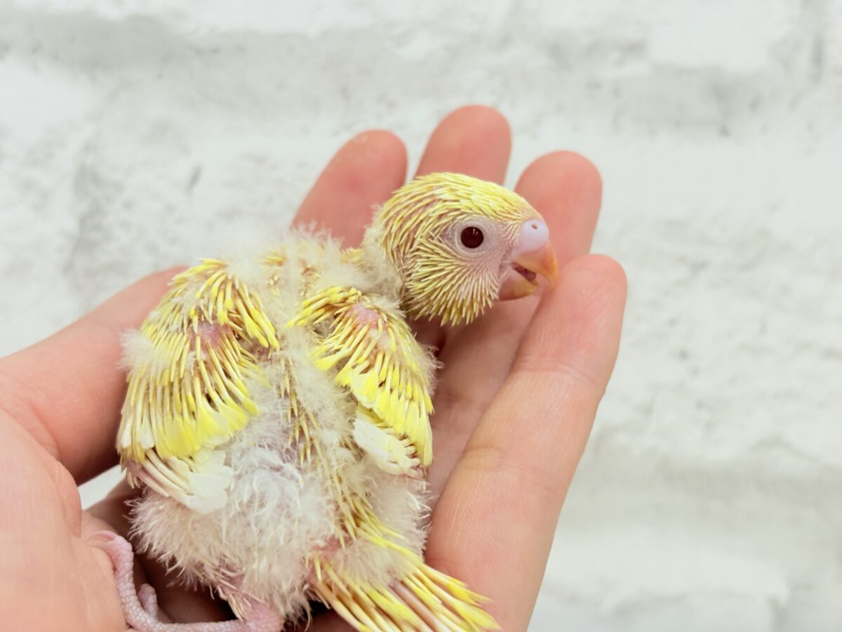 セキセイインコ