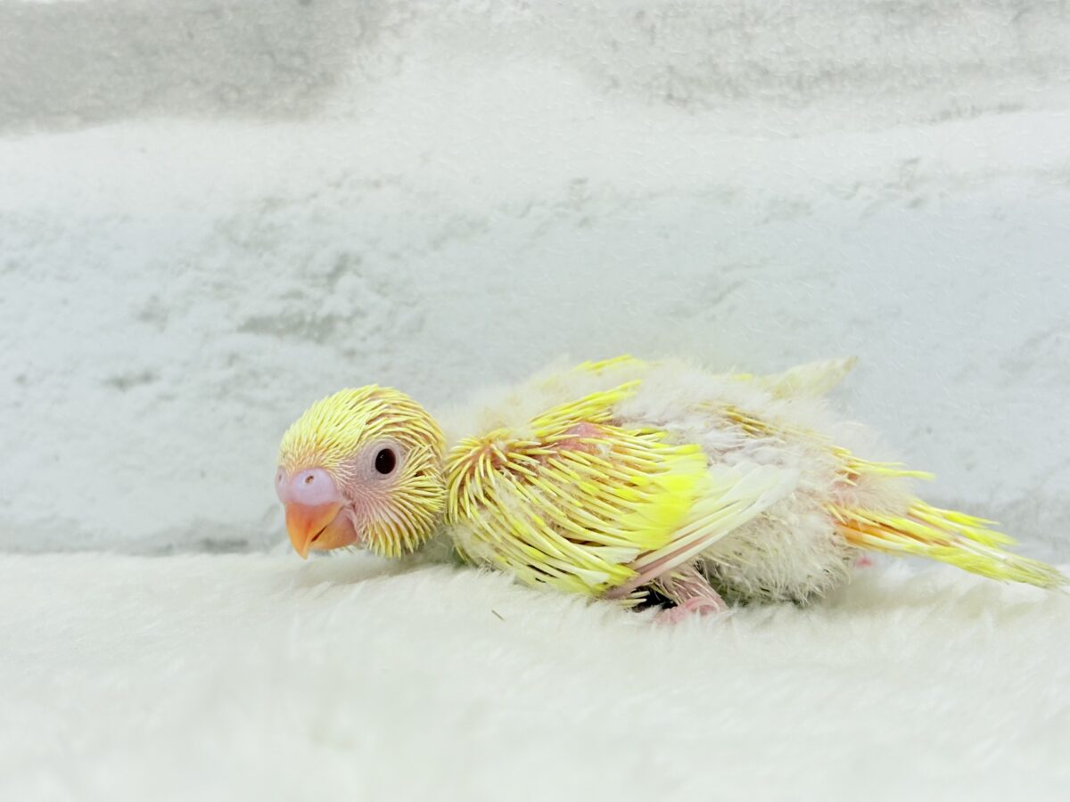 セキセイインコ