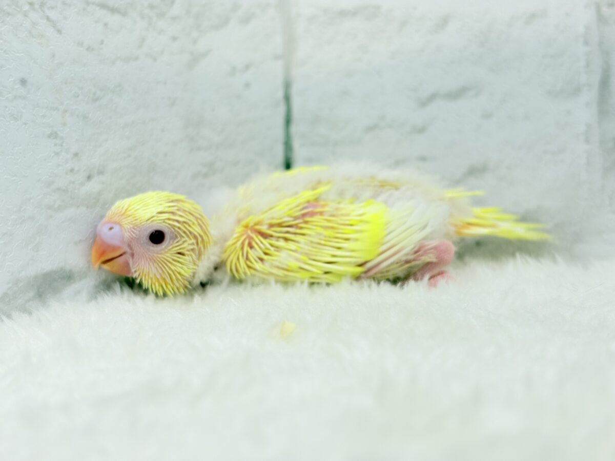 セキセイインコ