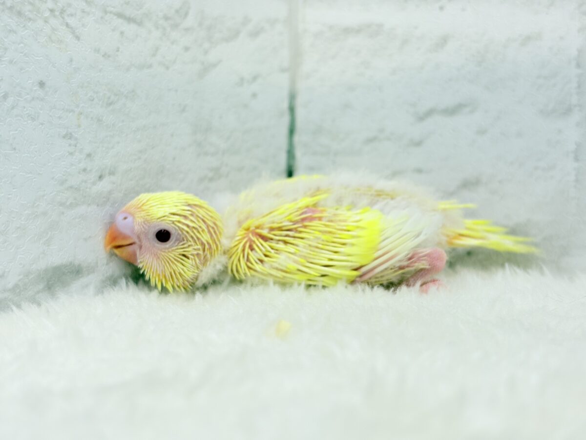 セキセイインコ