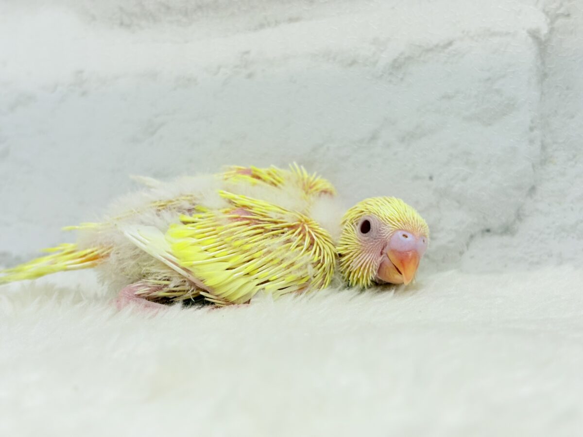 ピカピカ✨キラキラ✨光る羽色🐣💛セキセイインコ(ルチノー) ヒナ セキセイインコ