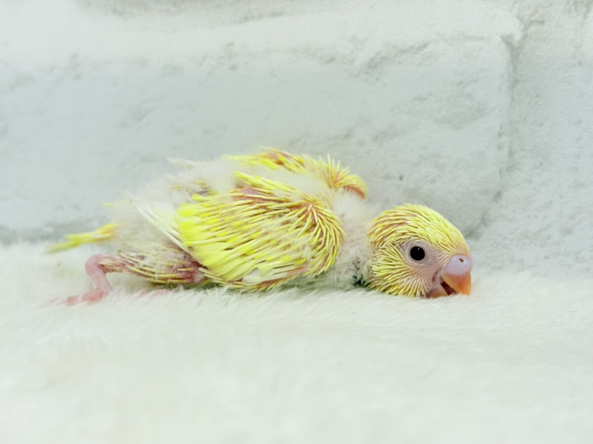 ピカピカ✨キラキラ✨光る羽色🐣💛セキセイインコ(ルチノー) ヒナ セキセイインコ