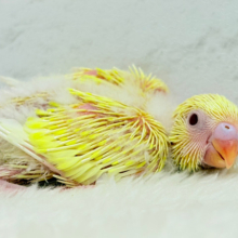 ピカピカ✨キラキラ✨光る羽色🐣💛セキセイインコ(ルチノー) ヒナ