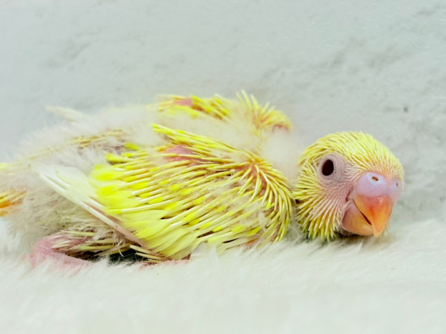 ピカピカ✨キラキラ✨光る羽色🐣💛セキセイインコ(ルチノー) ヒナ