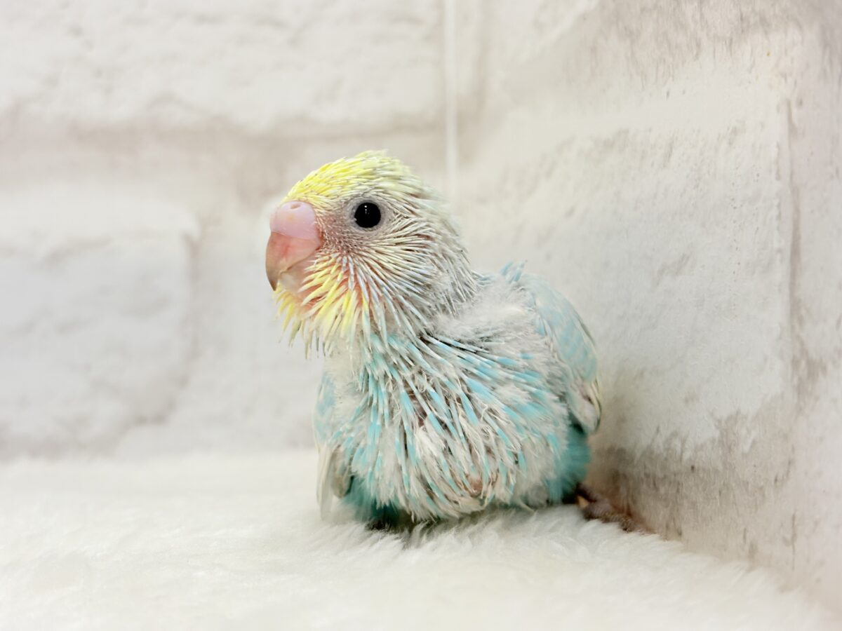 【最新画像更新🪄】しゅわっと爽快🫧ソーダちゃん🐣🍬セキセイインコ(パステルレインボー) ヒナ セキセイインコ