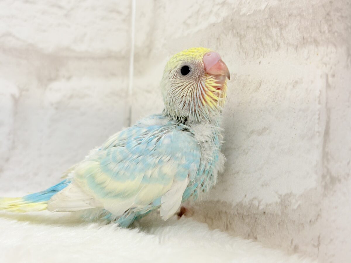 【最新画像更新🪄】しゅわっと爽快🫧ソーダちゃん🐣🍬セキセイインコ(パステルレインボー) ヒナ セキセイインコ