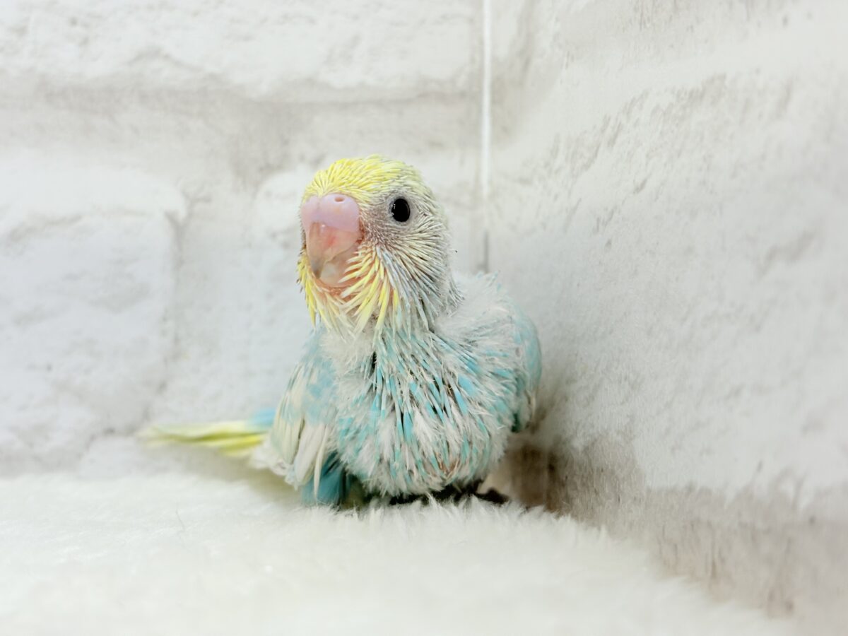 【最新画像更新🪄】しゅわっと爽快🫧ソーダちゃん🐣🍬セキセイインコ(パステルレインボー) ヒナ セキセイインコ
